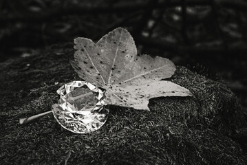 Selective focus. Diamond in the forest Treasure. Autumn background.