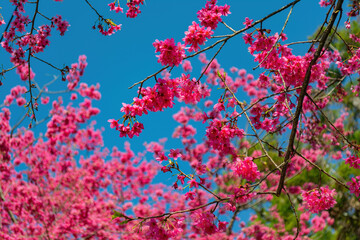 Sunny view of the beautiful cherry blossom