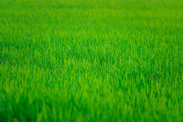 Fototapeta premium Nature of rice field on rice paddy