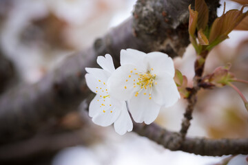 桜の花　春のイメージ