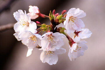 桜の花　春のイメージ