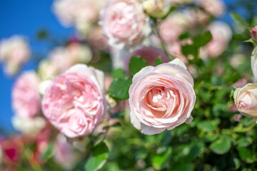 バラの花　屋外撮影