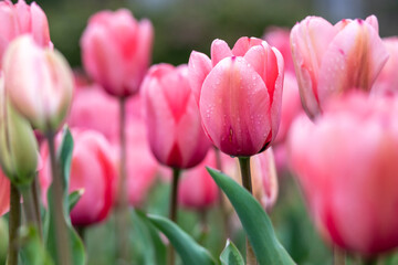 チューリップ畑　春のイメージ