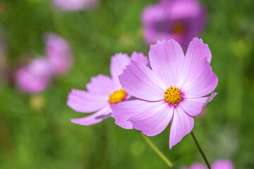 コスモスの花　秋のイメージ