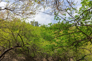 Sunny view of the tree landscape