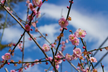 Sunny view of the beautiful cherry blossom