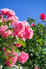 バラの花　屋外イメージ