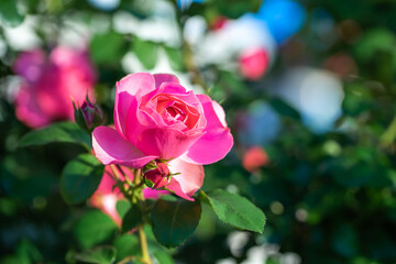 バラの花　屋外イメージ
