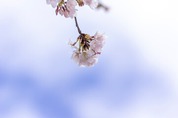 桜と青空