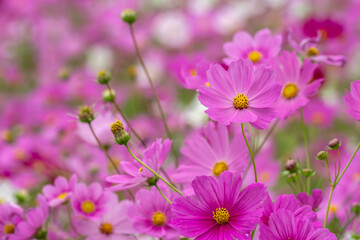 コスモス畑　秋のイメージ