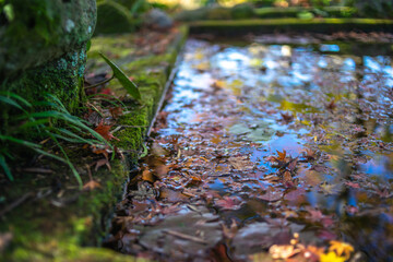 紅葉と水面の落ち葉　秋のイメージ
