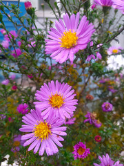 Obraz premium Selective focus. Tourism. Travel in autumn. Beautiful autumn.