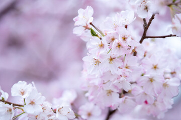 桜の花　春のイメージ