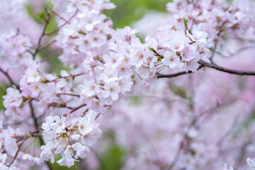桜の花　春のイメージ