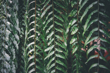 Greenery background of nature plant and leaf
