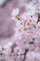 桜の花　春のイメージ