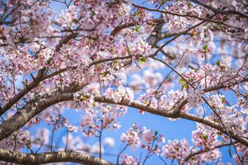 桜の花　春のイメージ