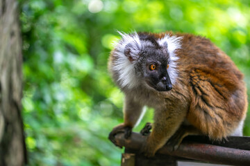 クロキツネザルのポートレート