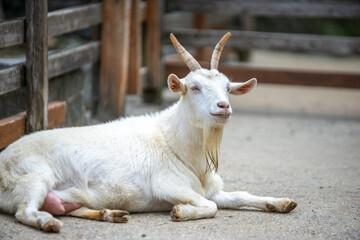 Obraz premium ヤギのポートレート