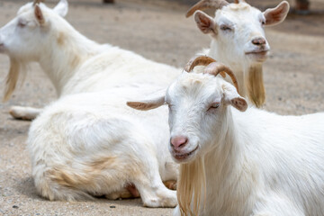 ヤギのポートレート