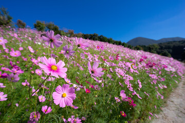 コスモス畑　秋のイメージ