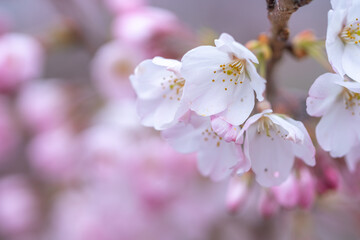 桜の花　春のイメージ