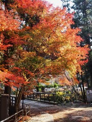 羅漢の里の紅葉