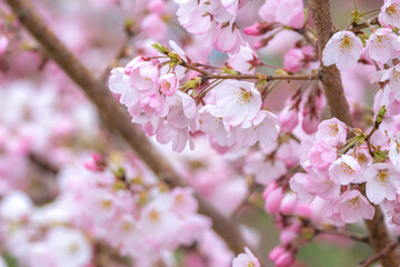 桜の花　春のイメージ