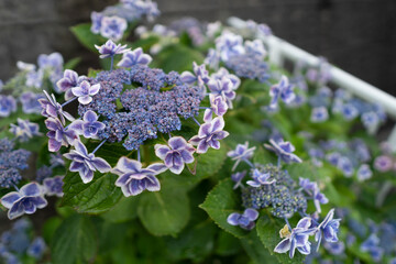 Obraz premium あじさいの花