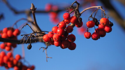 Fototapeta na wymiar Rowan berries and blue sky
