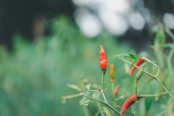 Chilli peppers or red chilies in farm