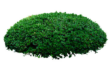 Plant leaves Green nature Tropical forest isolated on transparent background - png	