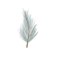 Pencil hand drawn fir branch hand painted illustration. Floral botanical clipart on isolated transparent background.