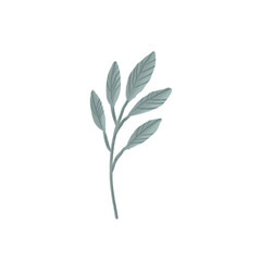 Pencil hand drawn branch hand painted illustration. Floral botanical clipart on isolated transparent background.