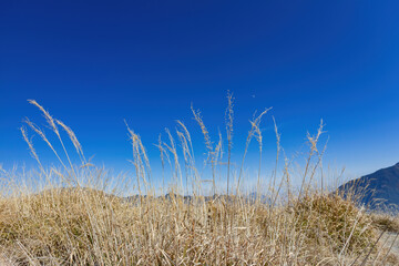 Obraz premium Close up shot of grass in Hehuanshan