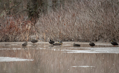American Black Duck