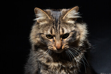 Gato en fondo negro.