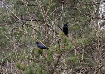 American Crow