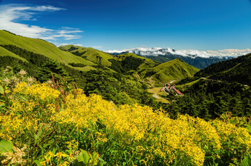 Yellow Flower blossom in the Hehuanshan mountain