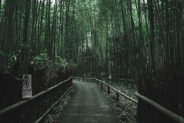 Fototapeta premium 京都・嵐山 竹林