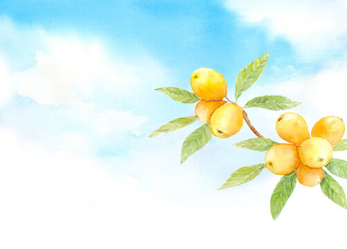 びわ Images – Browse 1,596 Stock Photos, Vectors, and Video