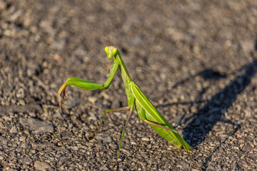 Green Praying mantis shadow under the sun