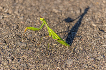 Green Praying mantis shadow under the sun