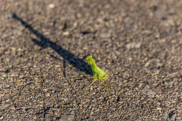 Green Praying mantis shadow under the sun