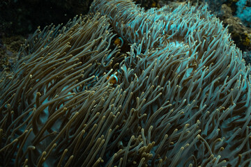 Naklejka na ściany i meble coral reef life anemones clown fish