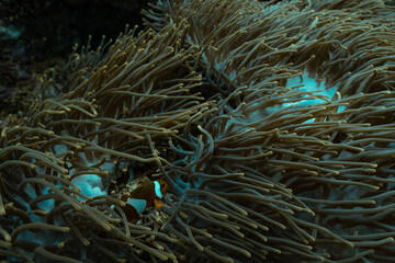 Fototapeta na wymiar coral reef life anemones clown fish