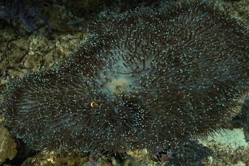 coral reef life anemones clown fish