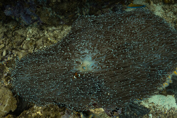 coral reef life anemones clown fish