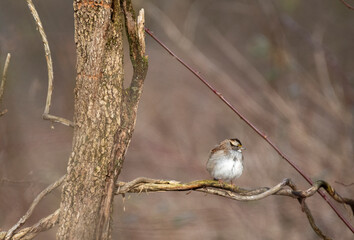 White Throated Sparrow