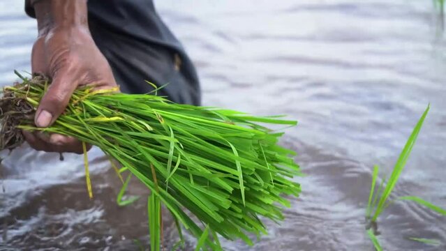 Oryza Sativa L. close up video of the process of planting rice seeds. an adult male hand holds a rice seed in his hand, and puts it in the mud.